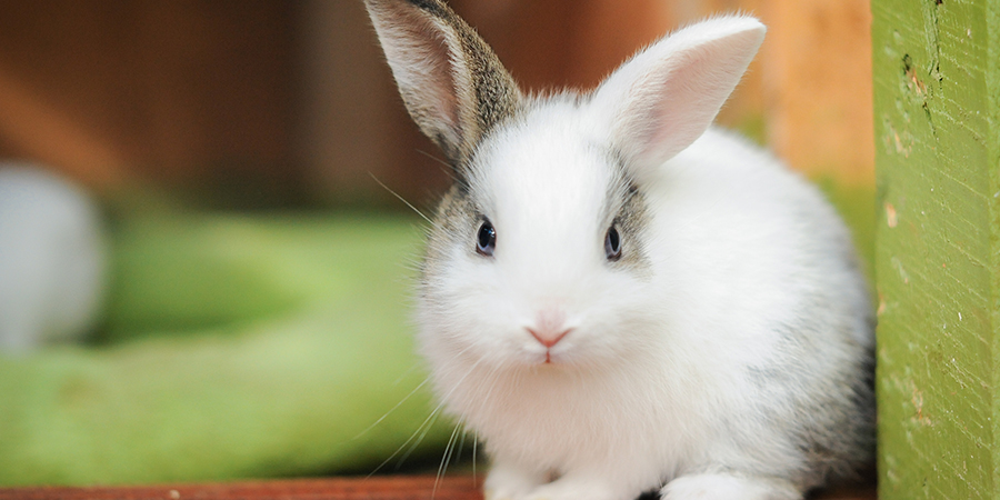 7 Cosas que debes saber sobre los conejos - Animal Care